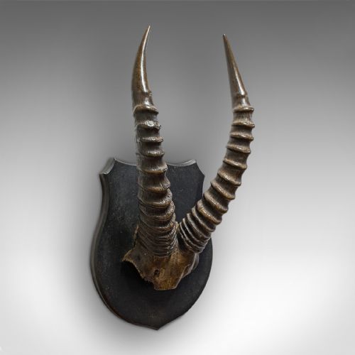 antique decorative mounted horn english mountain goat mahogany victorian - CATEGORY: ANTIQUE MISCELLANEOUS - DATED 1900