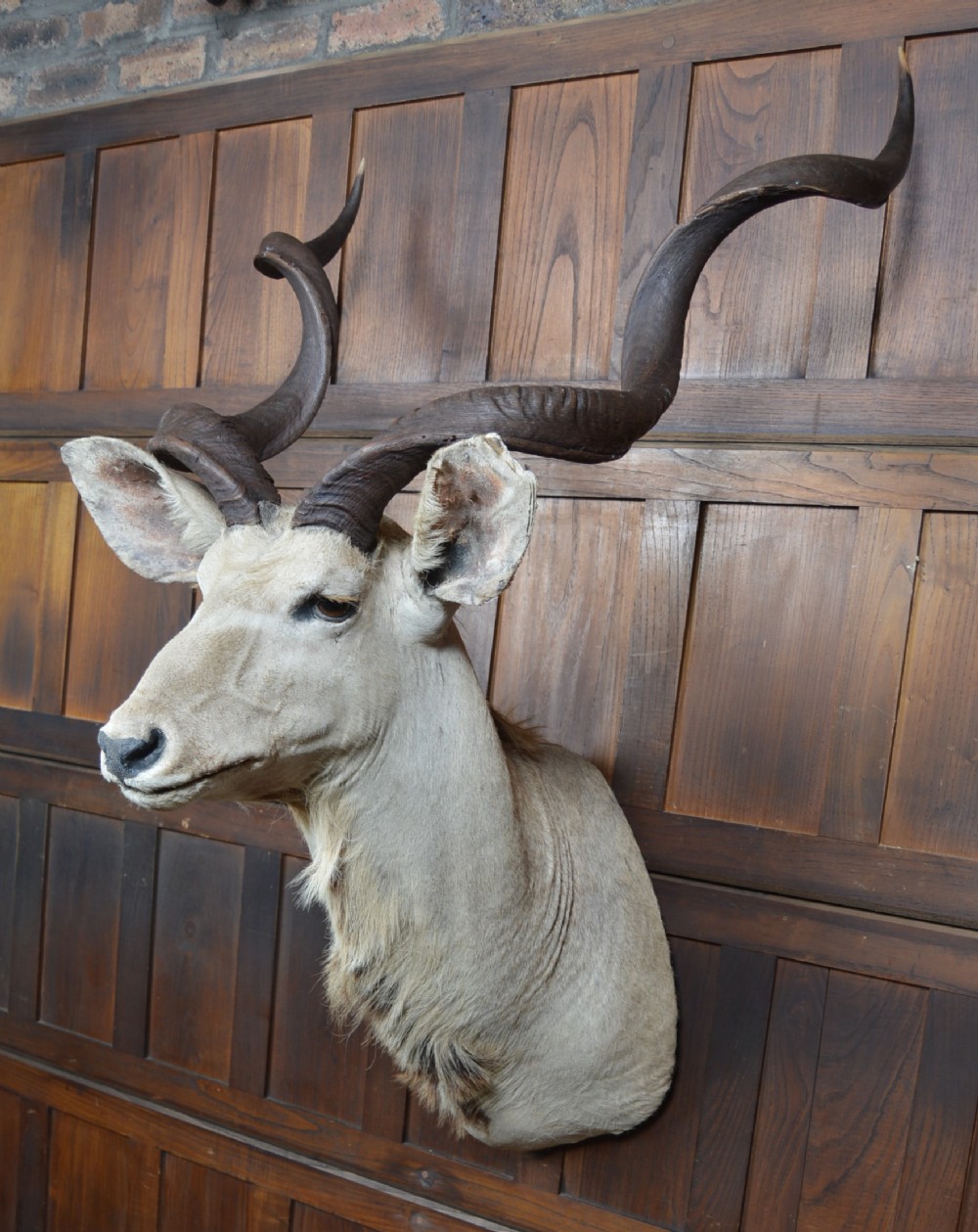 Taxidermy White Kudu